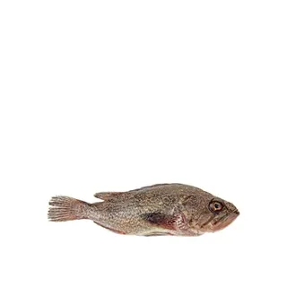 Hamour Whole Local