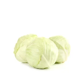 Cabbage White Holland