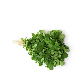 Methi (Fenugreek)