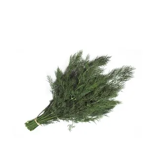 Dill (Anethum Graveolens)