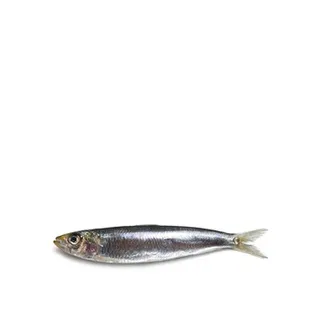 Fresh Anchovy