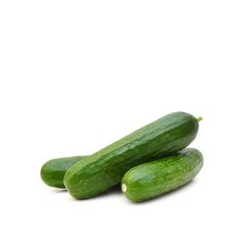 Cucumber Holland