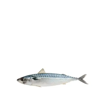 Mackerel