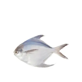 White Pomfret