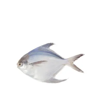 White Pomfret