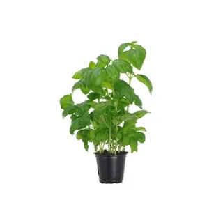 Basil Pot 100g