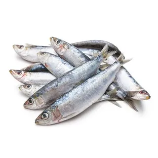 Fresh Sardine per kg
