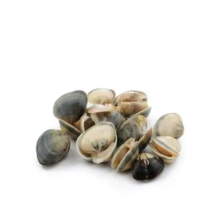 Clams