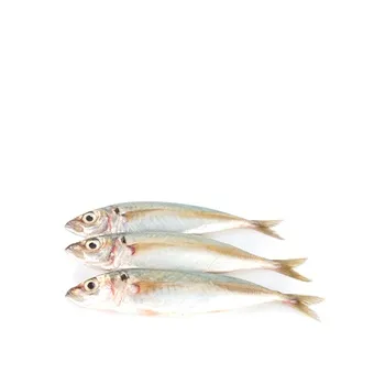Fresh Galangon