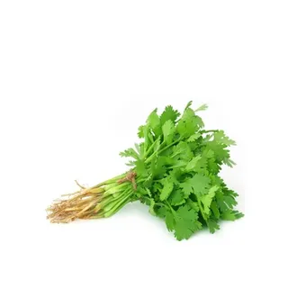 Coriander
