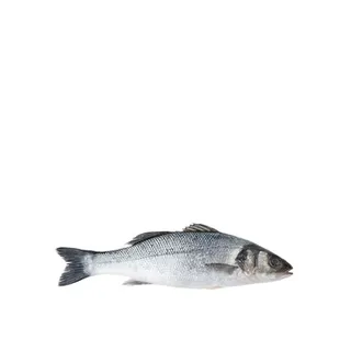 Seabass Fresh