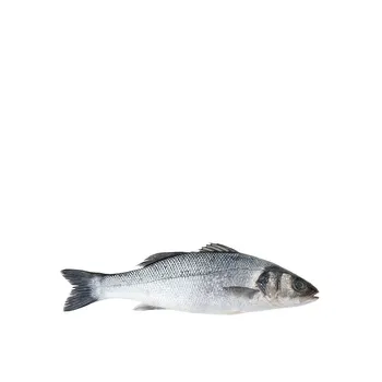 Seabass Fresh
