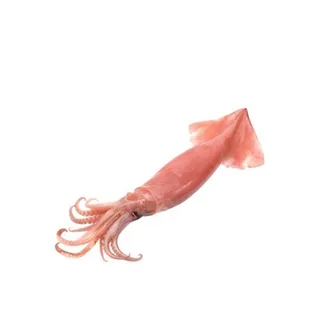 Squid Defrosted
