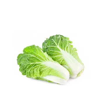 ملفوف صيني هولندا