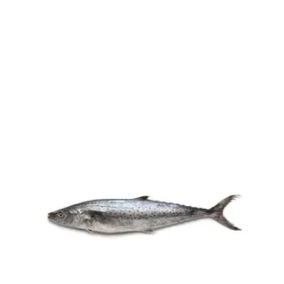 King Fish - Small