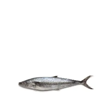 King Fish - Small
