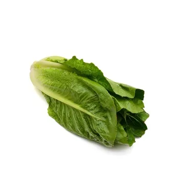 Lettuce Iran