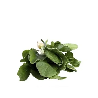 Rovet Leaves