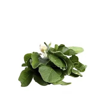 Rovet Leaves