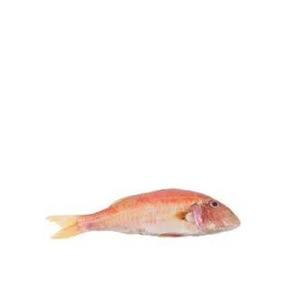 Fresh Sultan Ibrahim
