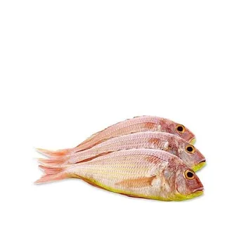 Sultan Fish