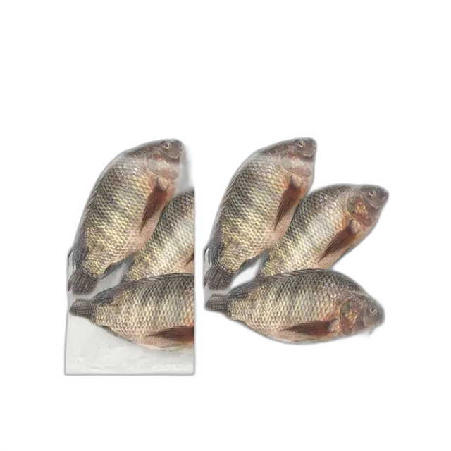 الواحة بلطي 2 x 900 جم