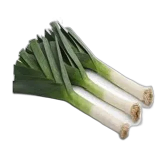 الكراث هولندا للكيلو