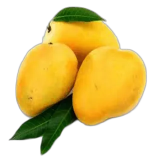 Mango Mabruka Egypt per kg