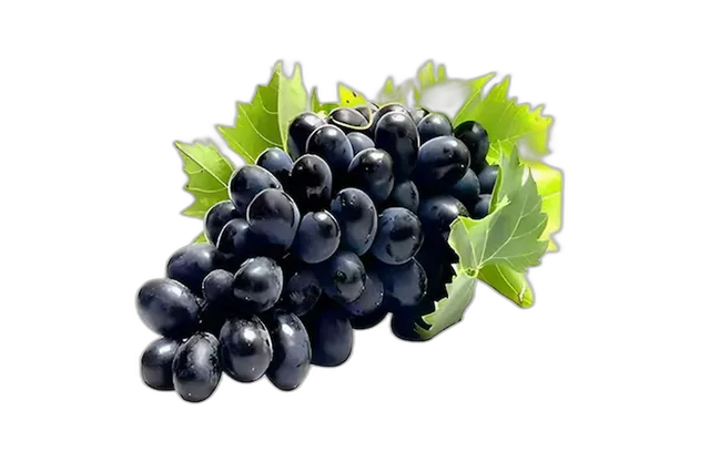 Black Grape Box