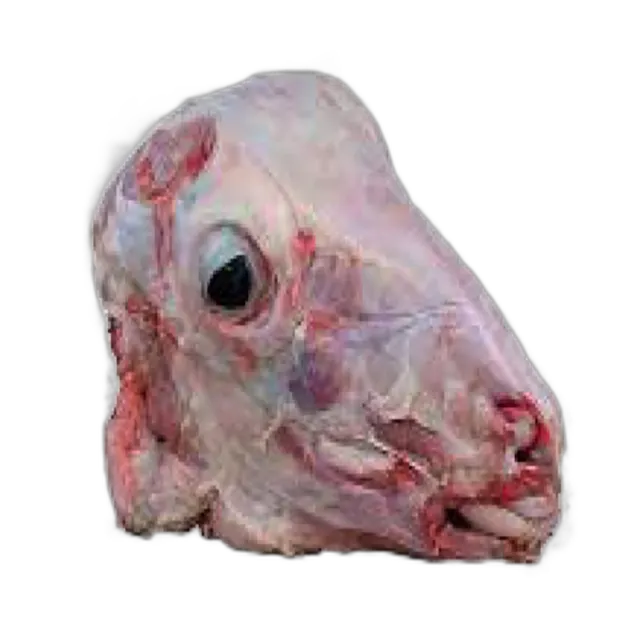 Kuwait Lamb Head Large Pieces