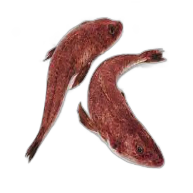 Macrona Fish