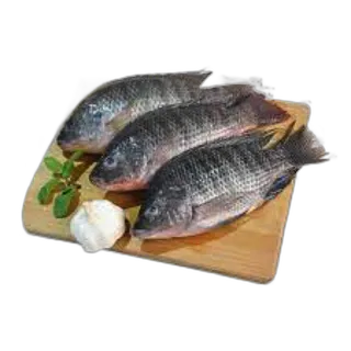 سمك بلطي صغير طازج