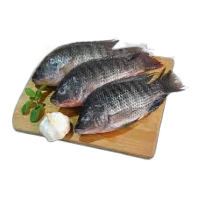 سمك بلطي صغير طازج