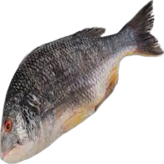 سمك شوم