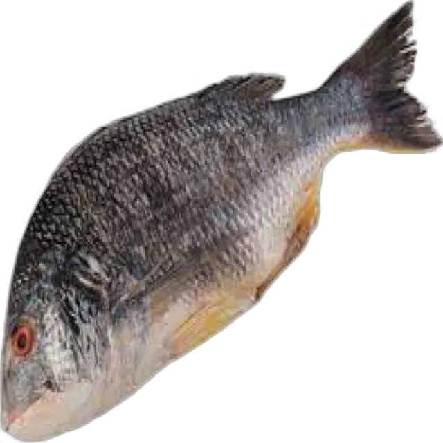 سمك شوم