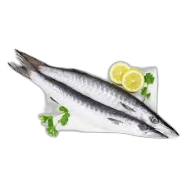 Barracuda Fish Big Qatar per kg