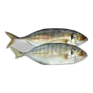 Hamam per kg