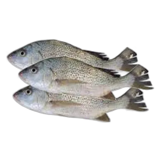 نجرور صغير