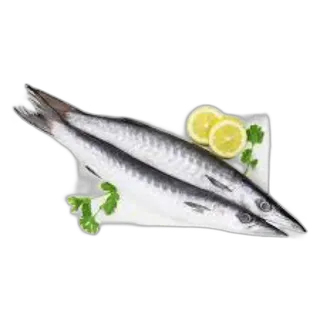 سمك باراكودا صغير الدوحة
