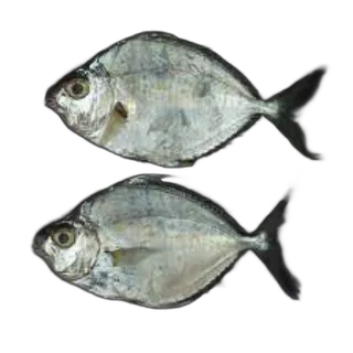 CD Mullen Small Kuwait per kg