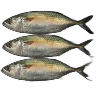 CD Mullen Big Kuwait per kg