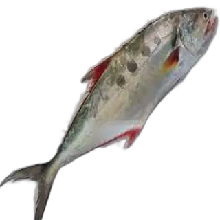 Palameen per kg