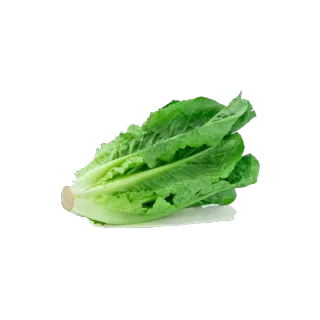 Jordanian Lettuce, 1kg