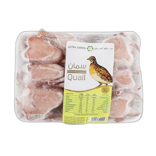 طائر الكويل السعودي 600 جم