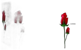 Ahsan Rose Attar, 6ml