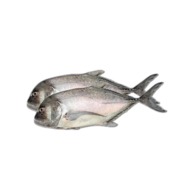 Fresh Trevally Fish Big 1 kg Packet
