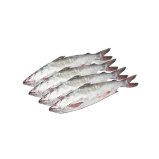 سمك قطط طازج 1 كجم عبوة