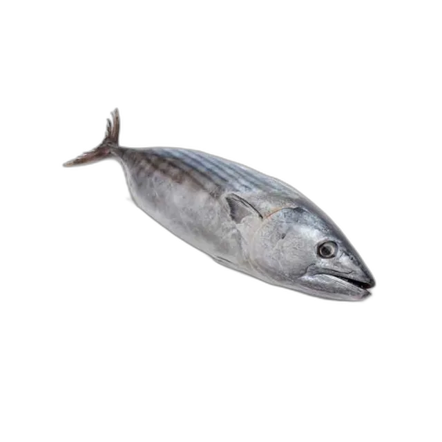 Fresh Tuna Fish Small 1 kg Packet