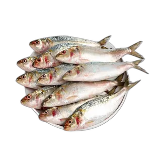 Fresh Indian Sardines 1 kg Packet