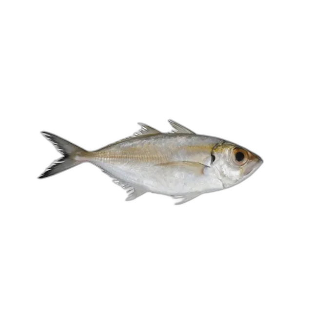 Fresh Scad (Bagha) Fish 1 kg Packet